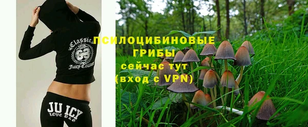 хмурый Аркадак