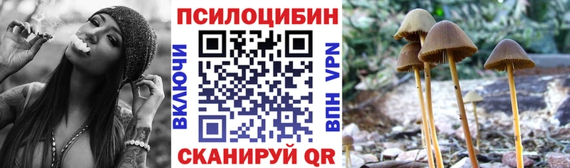 где купить   Починок  Галлюциногенные грибы Cubensis 